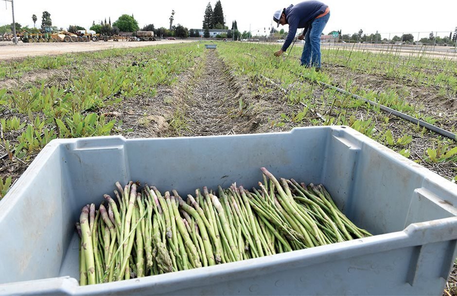 Σε 7 ευρώ το στρέμμα η ενίσχυση των Νέων Αγροτών ακόμα και χωρίς δικαιώματα